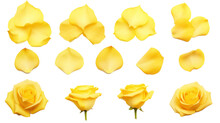Yellow Flower Petals Isolated On A Transparent Background Created With Generative AI Technology