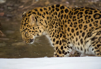 Poster - Amur Leopard