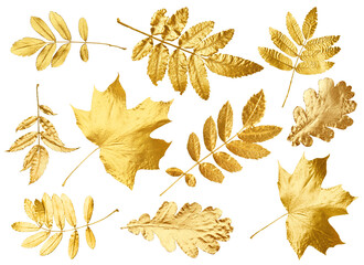 Wall Mural - Different golden autumn leaves isolated on white, collection
