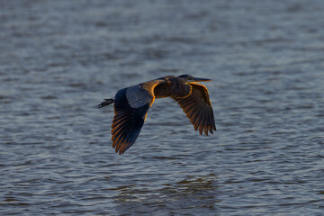 Poster - Great blue heron flying in beautiful sunset light, seen in the wild in a North California marsh