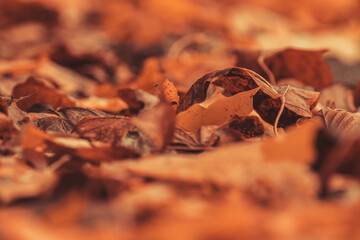 Wall Mural - beautiful autumn background with orange foliage.