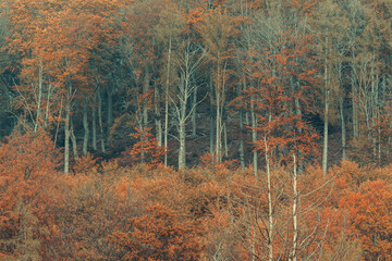 Wall Mural - autumn forest, corolful trees, can be used as background.