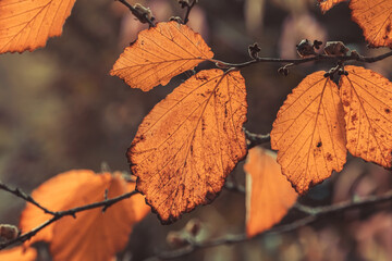 Wall Mural - beautiful autumn background with orange foliage.