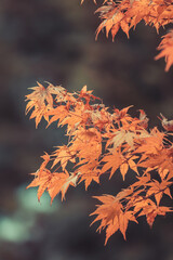 Wall Mural - orange maple leaves, beautiful autumn background.