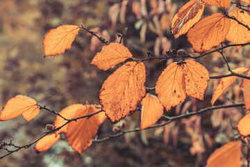 Wall Mural - beautiful autumn background with orange foliage.