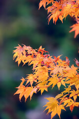 Wall Mural - yellow maple leaves on blurred green background, beautiful autumn background.