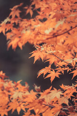 Wall Mural - orange maple leaves, beautiful autumn background.