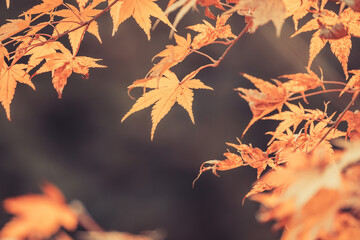 Wall Mural - orange maple leaves, beautiful autumn background.