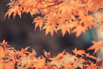 Wall Mural - orange maple leaves, beautiful autumn background.