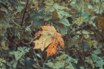 Wall Mural - yellow autumn mapple leaf closeup, can be used as natural background.