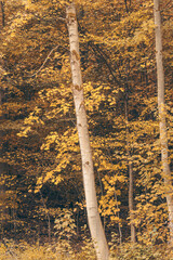 Wall Mural - autumn forest, trees with golden leaves, can be used as background.