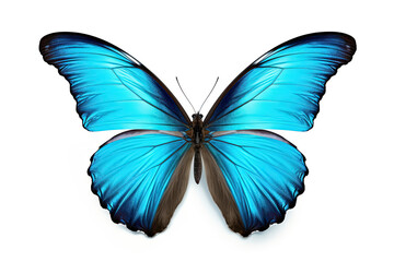 blue butterfly isolated on white background