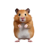 Fototapeta Zwierzęta - Hamster on transparent background