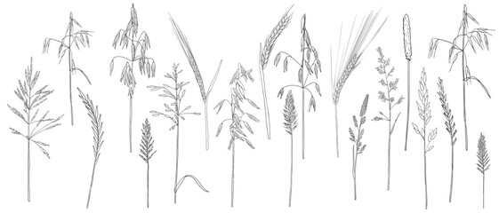 Wall Mural - vector drawing grass plants, line drawing floral elements, hand drawn illustration