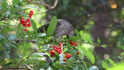 Sticker - bulbul in a forest