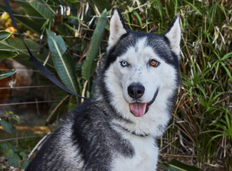 Dog of the Laika breed with multi-colored eyes sits on the street