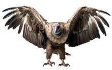 Facts About Vulture Birds Transparent PNG