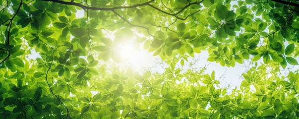 Wall Mural - Sunlit canopy. Bright summer day in lush green forest. Nature radiance. Sunlight filtering through verdant summer trees. Sunny woodlands. Fresh foliage in bright landscape