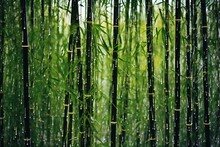 Bamboo Forest With Rain Drops In The Morning, Natural Background