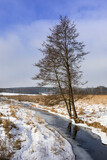 Fototapeta Desenie - Samotne drzewo rośnie nad rzeką w zimie