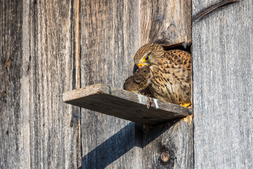 Wall Mural - Turmfalke (Falco tinnunculus) Weibchen mit Beute