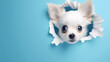 Cute Puppy peeking out of a hole in blue wall, torn hole, empty copy space frame, mockup