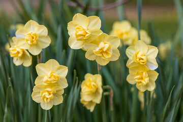 Wall Mural - Narcissus Yellow Cheerfulness. Closeup of beautiful yellow double daffodils blooming in the Spring garden. 