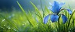 Gorgeous blue iris flower on green grass background