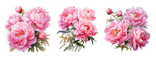 Watercolor Pink Peony Flowers Bouquet, Peony Flowers Isolated On Transparent Background