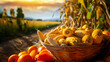 Farm fresh yellow organic corn and fall produce harvested for a healthy diet