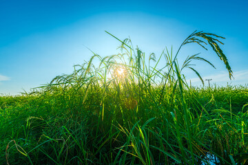 Wall Mural - Scenic view landscape of Rice field green grass with field cornfield or in Asia country agriculture harvest with fluffy clouds blue sky daylight background.