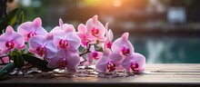 Holiday Backyard Orchids