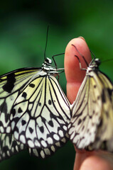 Wall Mural - Two butterflies on a child's finger