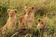 Masai Mara lion cubs