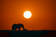 African Elephant Silhouette At Sunrise
