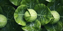 Closeup Of Ripe Cabbage With Waterdrops, Top View ,Veggies Collection Set Consept.