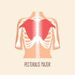 Pectoralis major muscle human body anatomy. Vector illustration