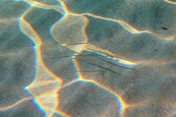 Wall Mural - Needlefish (Belonidae) on the sandy shallow seabed with sunrays. Animals in the ocean, underwater photography from snorkeling. Wildlife on the bottom, travel picture.