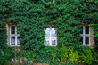 Three white wooden windows on the facade of the building overgrown with green dense ivy.