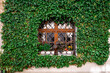 A wooden window behind an ornate metal lattice on the wall of an apartment building overgrown with green ivy.