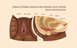 Female external genitalia and internal pelvic viscera. Pelvic Floor Muscles