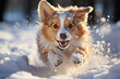 Happy border collie dog playing in the snow on a winter day