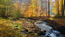 Nature Scenery With Trees In Golden Foliage On The Bank Of A Shallow River In Autumn