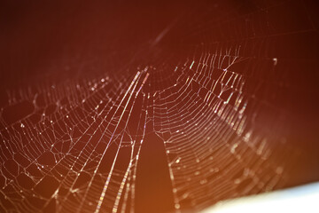 spider house and web