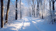 © Planetz - A snow-covered path in the woods