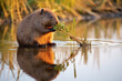 Marmot in the nature water