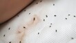 Bed bug infestation on a mattress. The markings are indicative of a widespread insect invasion, a common problem in Europe. Importance of regular pest control and cleanliness. Hygiene in hotel rooms