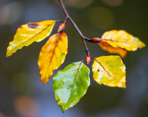 Wall Mural - closeup of colorfull beech leaves in autumn