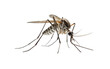 The Elusive White Mosquito Transparent PNG