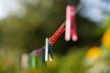 Fototapeta  - Zbliżenie na spinacze, klamerki do prania wiszące na sznurze w ogrodzie w słoneczny letni dzień